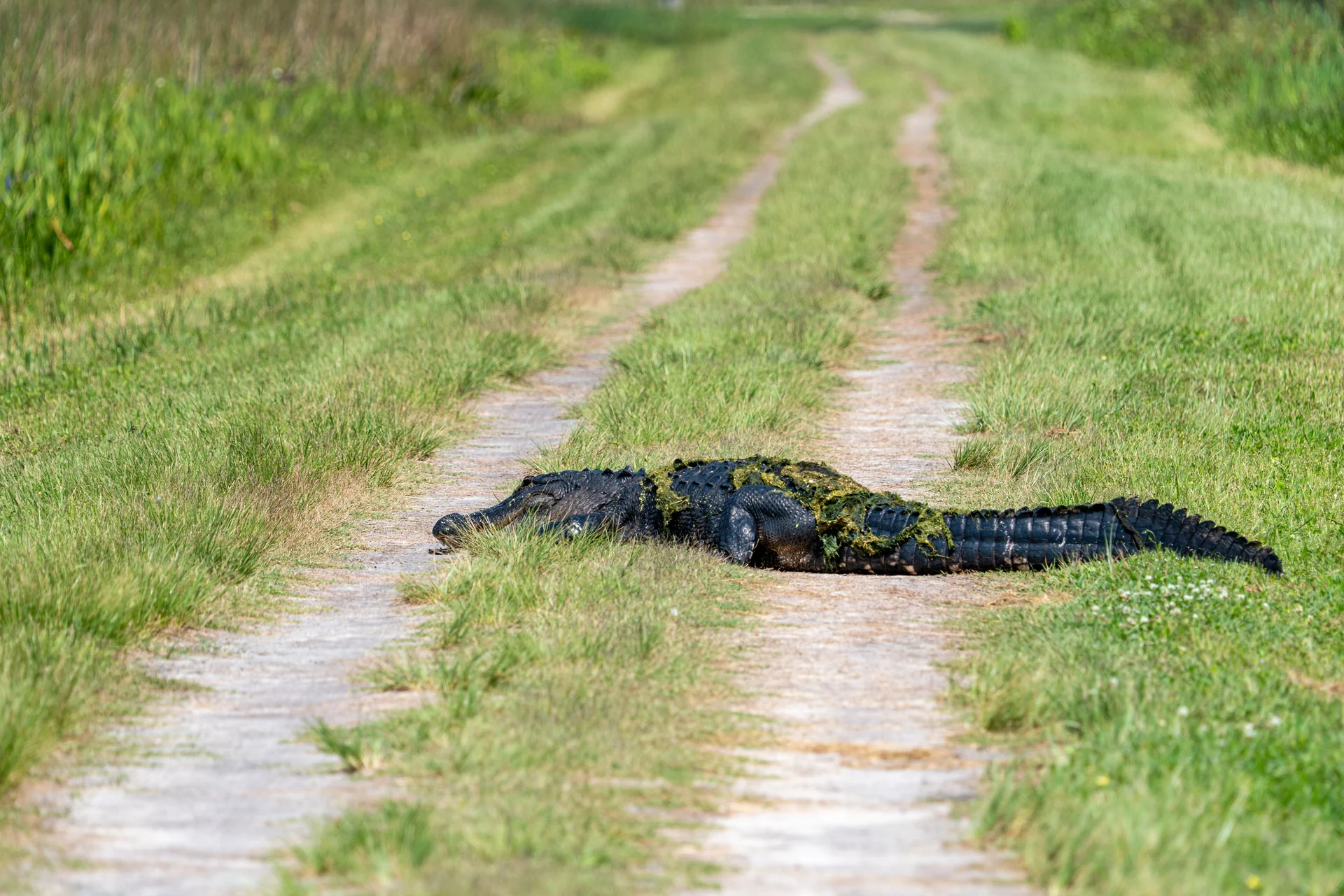 florida wildlife