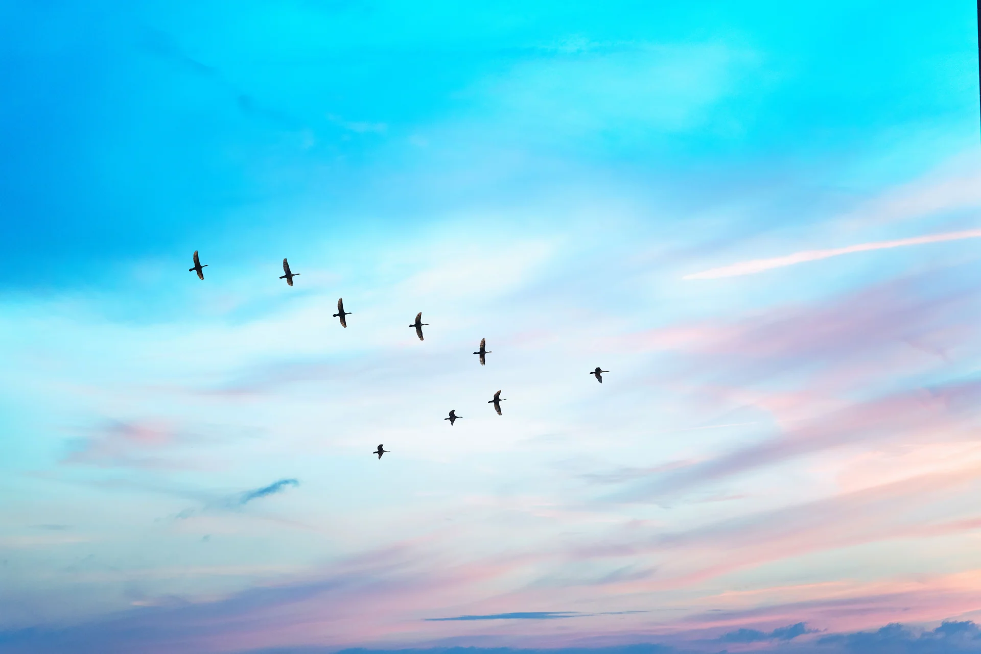 bird migration