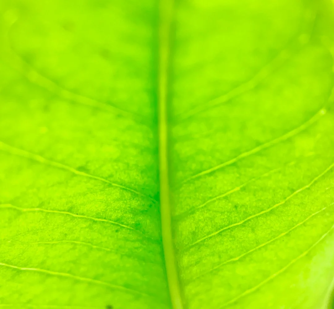 macro photography of green leaf
