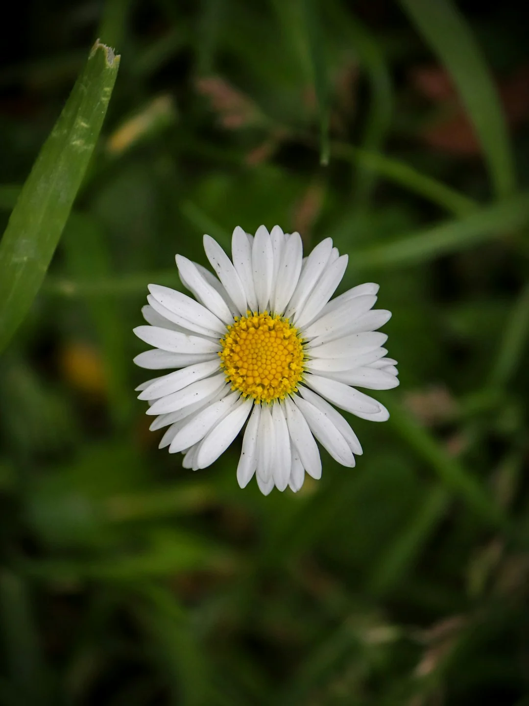 environmental_conservation